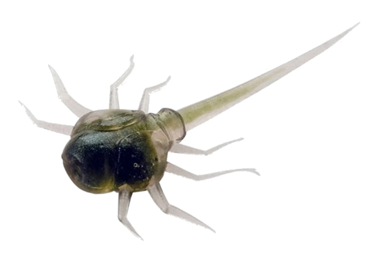 13 Fishing - Coconut Crab - Panfish Plastics 3 13 Fishing - Coconut Crab - Panfish Plastics - Image 2