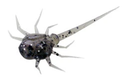 13 Fishing - Coconut Crab - Panfish Plastics 16 13 Fishing - Coconut Crab - Panfish Plastics -Frost Spoons Sales Store CC PP 1 Z 39584.1604078623