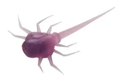 13 Fishing - Coconut Crab - Panfish Plastics 13 13 Fishing - Coconut Crab - Panfish Plastics -Frost Spoons Sales Store CC PR 1 Z 28469.1604078623