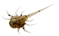 13 Fishing - Coconut Crab - Panfish Plastics 20 13 Fishing - Coconut Crab - Panfish Plastics -Frost Spoons Sales Store CC WS 1 Z 83633.1604078623